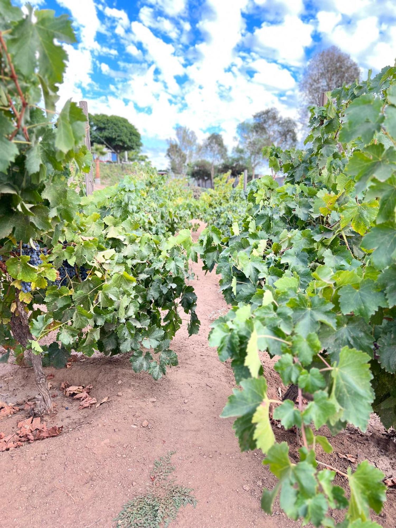 Rancho Matalote En Valle De Guadalupe Bagian luar foto